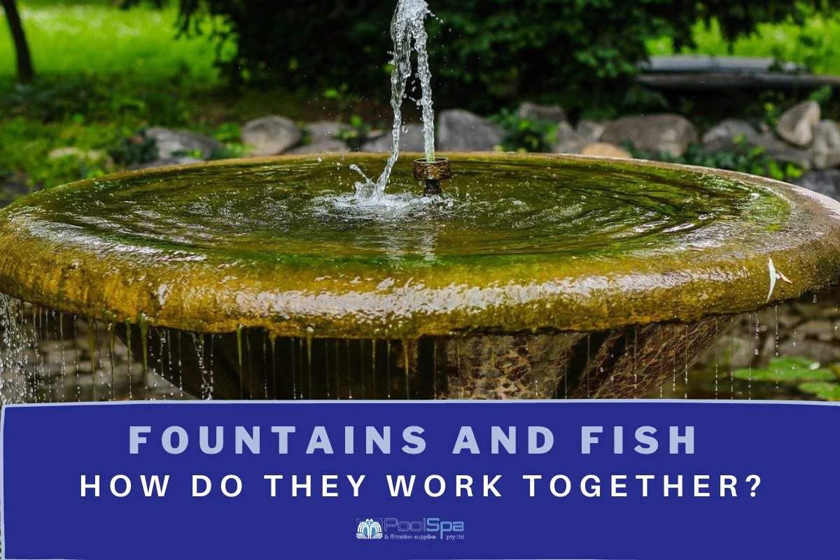 Fountains and Fish: How Do They Work Together?